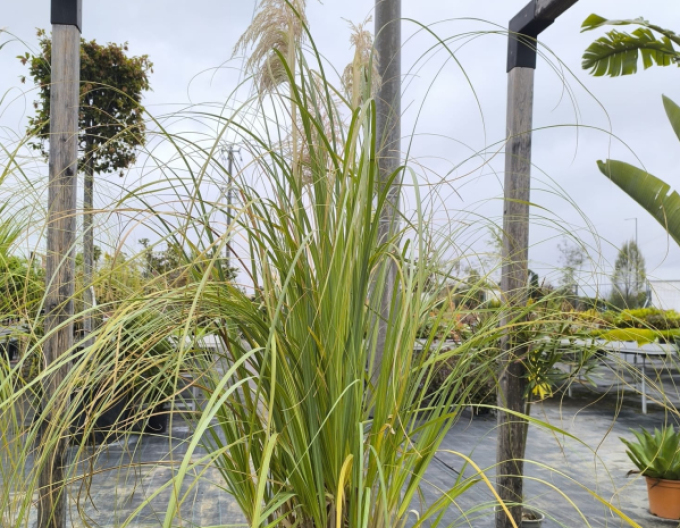 Pampasgras - Cortaderia White