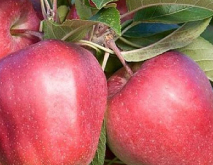 Apfelbaum Gloster auf A2, wurzelnackt