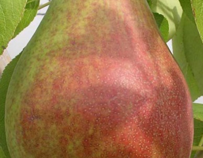 Sommerbirne Clappova auf Quitte - Zwischenunterlage Konferenz,wurzelnackt