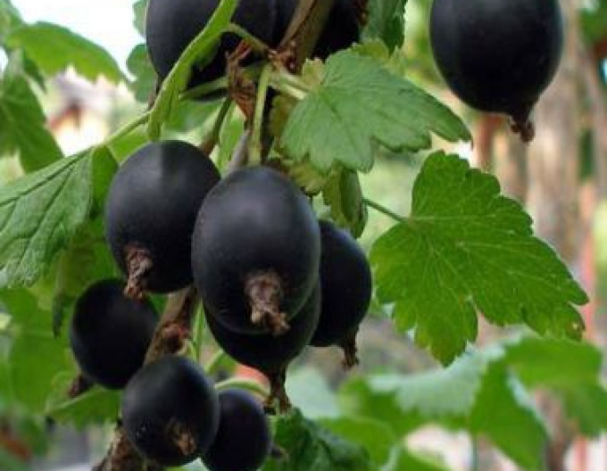 Jostabeere Hochstämmchen, wurzelnackt