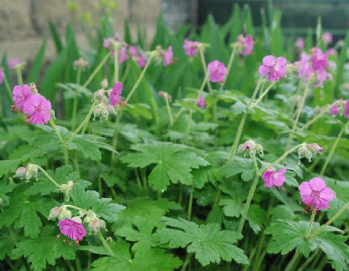 Balkan-Storchschnabel