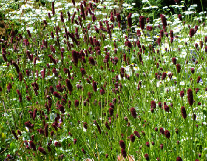 Großer Wiesenknopf ´Red Thunder´