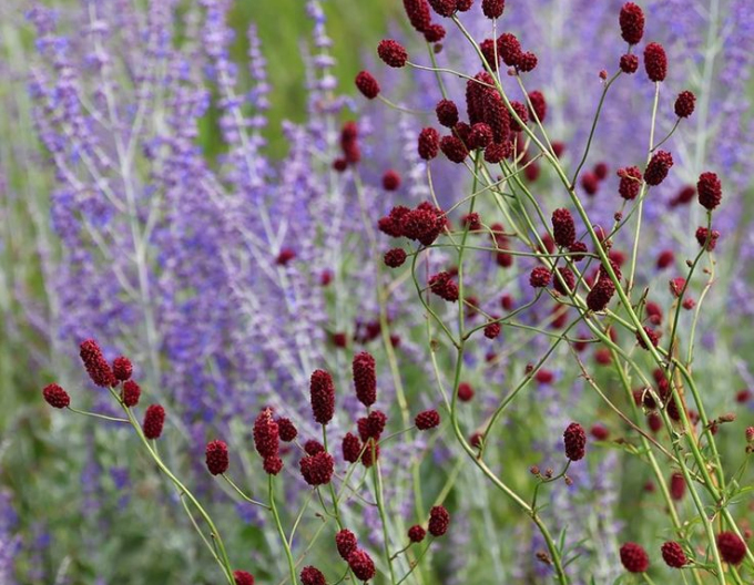 Großer Wiesenknopf ´Red Thunder´
