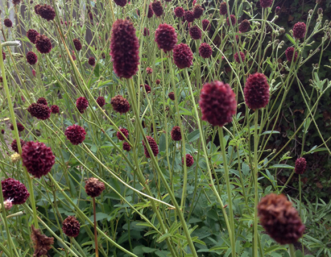 Großer Wiesenknopf ´Red Thunder´