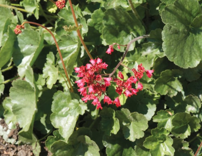 Purpurglöckchen Ruby Bells