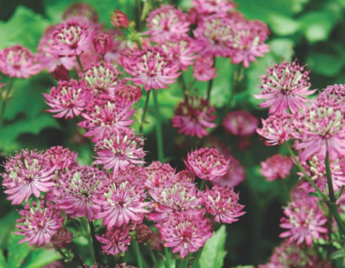 Große Sterndolde Rosensinfonie