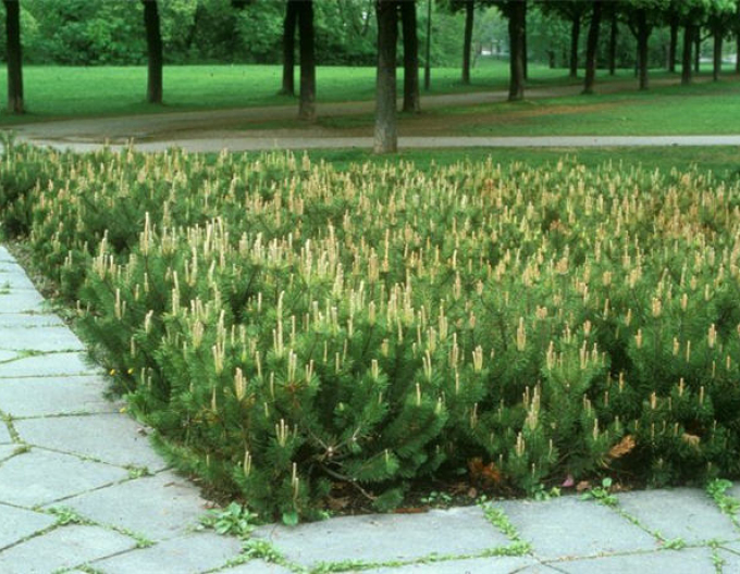 Iberische Kiefer 40 - 50cm