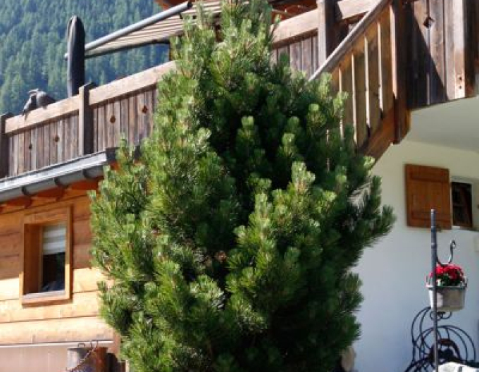 Iberische Kiefer 40 - 50cm