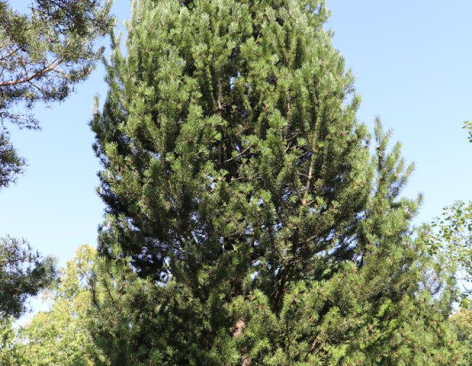 Iberische Kiefer 40 - 50cm