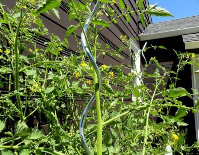 Tomatenspirale 180cm