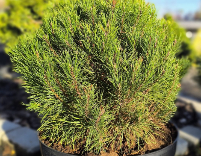 Iberische Kiefer 40 - 50cm