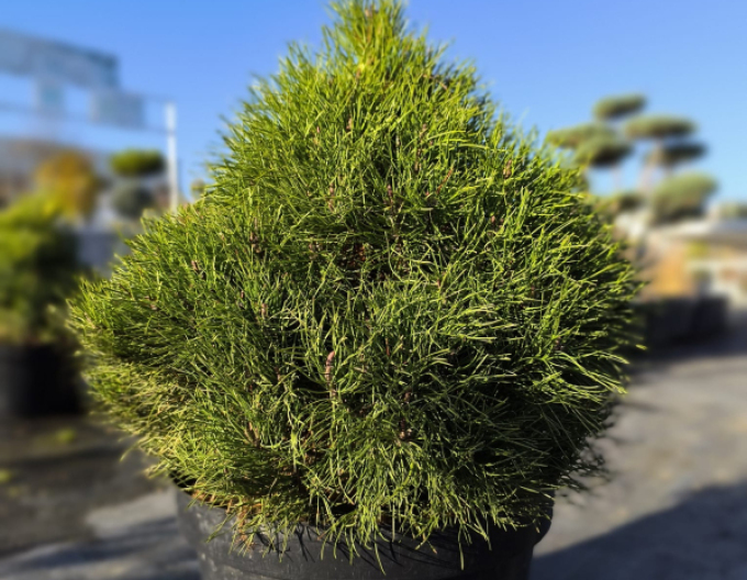 Iberische Kiefer 40 - 50cm