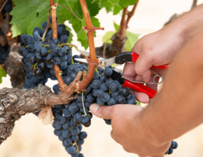 FELCO 8 Scheren + FELCO 321 Erntescheren