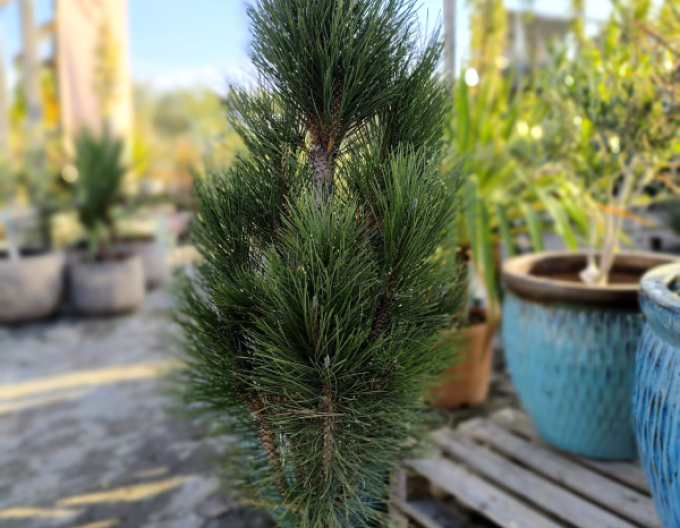 Schwarzkiefer  Zimmer II  - Stämmchen