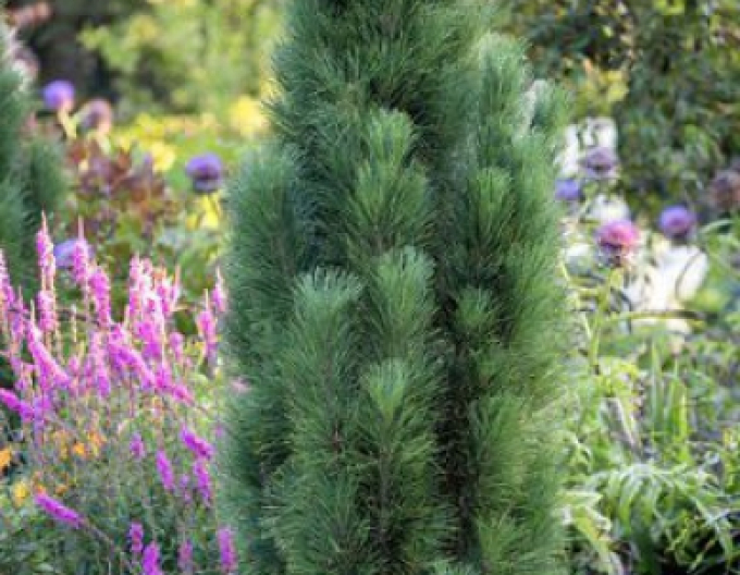 Schwarzkiefer  Zimmer II  - Stämmchen