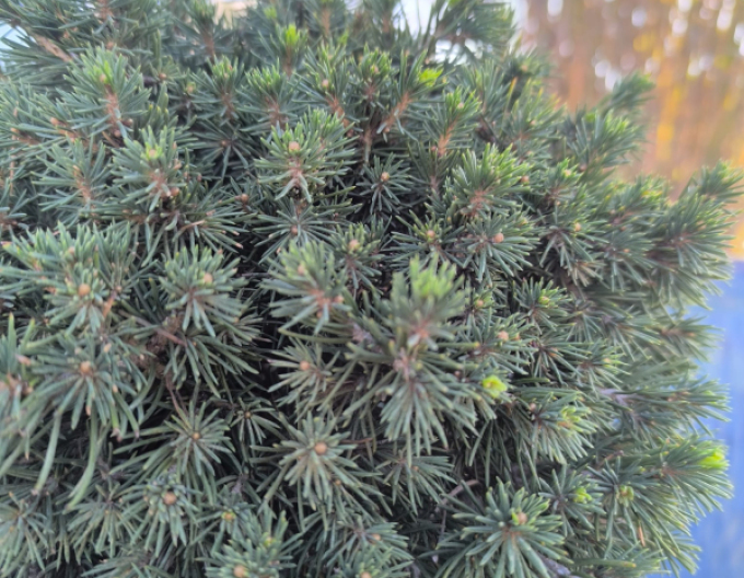 Fichte Tompa - Stämmchen