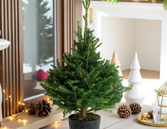 Fichte (Omorika) 40/60cm, cont.