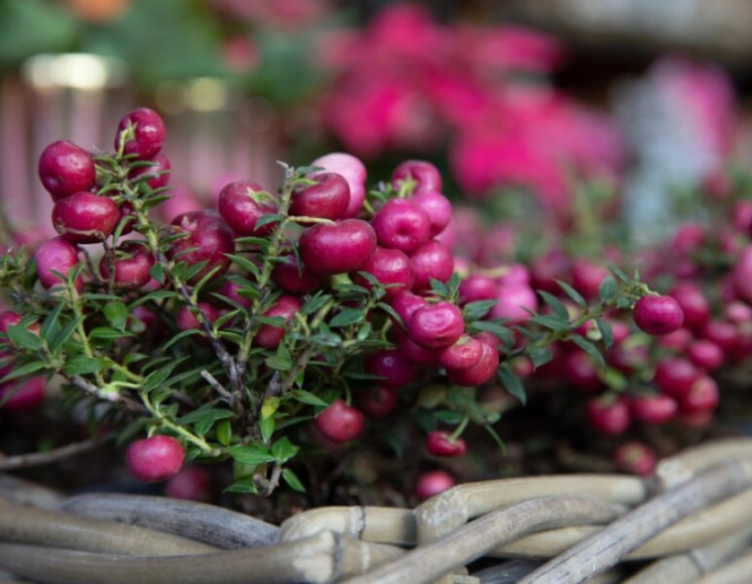 Gaultheria mucronata