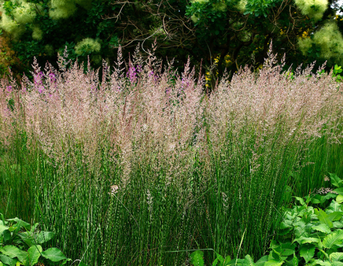 Reitgras Karl Foerster 9x9