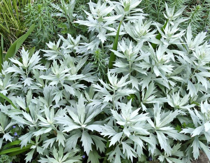 Palina Valerie Finnis