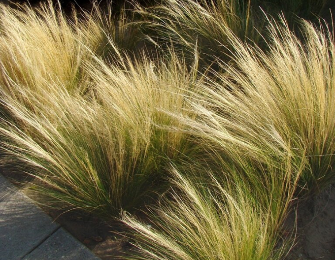 Federgras ´Pony Tails´