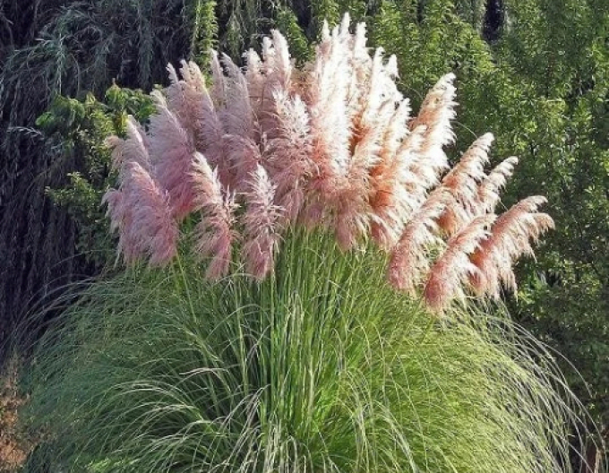 Pampasgras - Cortaderia  Rosea