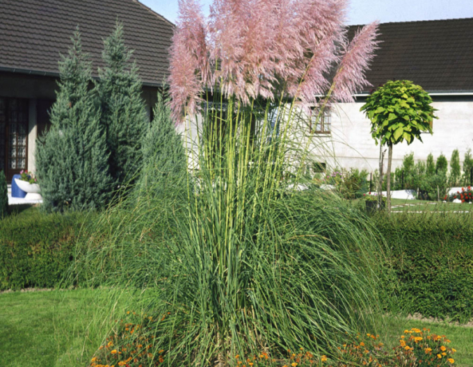 Pampasgras - Cortaderia  Rosea
