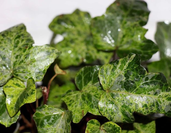 Kletternder Efeu Marmorata