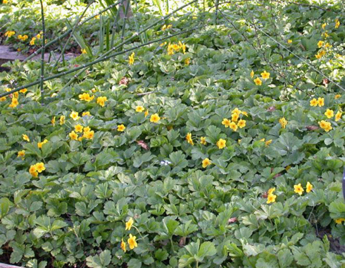 Dreiblättrige Waldsteinie