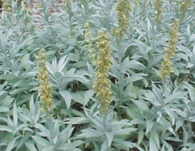 Palina Valerie Finnis