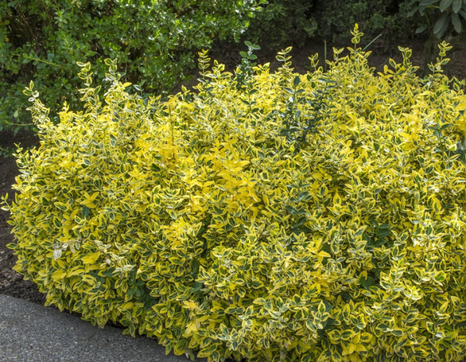 Euonymus fortunei "EMERALD und GOLD"