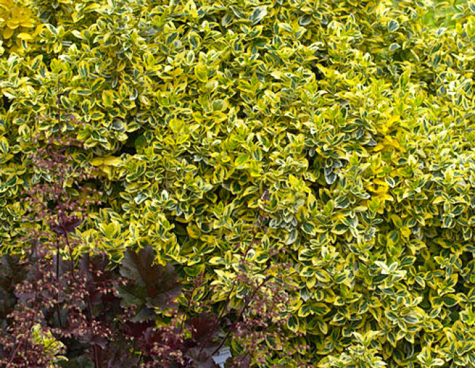 Euonymus fortunei "EMERALD und GOLD"