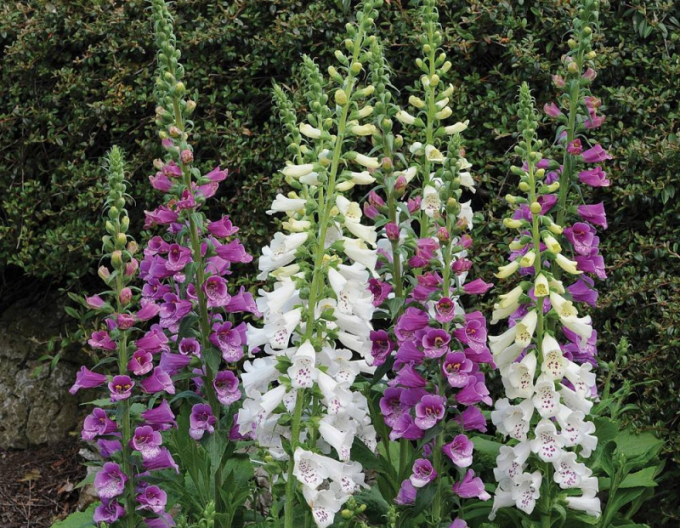 Fingerhutbeere Dalmatiner Mix