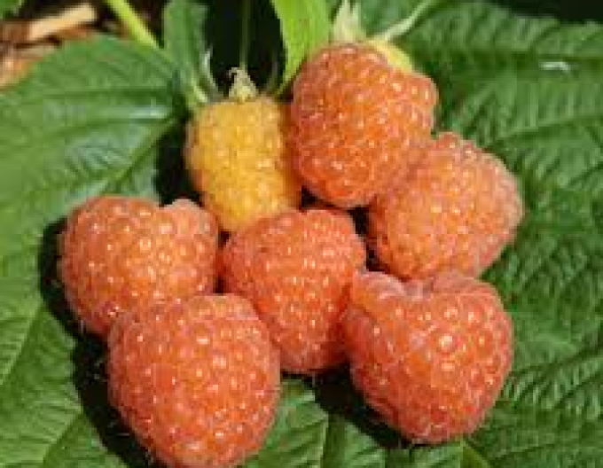 Gelbe Himbeere Valentina immertragende