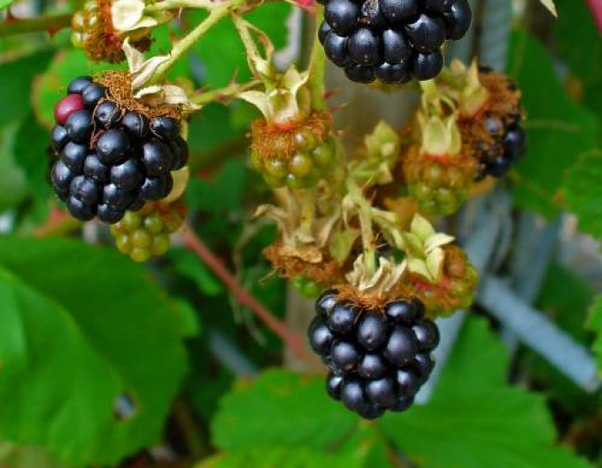 Brombeere "Black Satin"