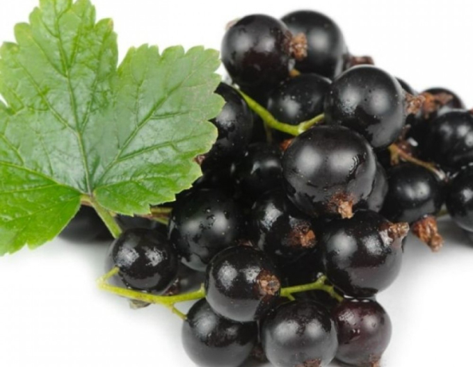 Schwarze Johannisbeere Otelo Hochstämmchen, cont. 2l