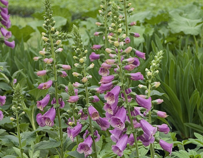 Fingerhutbeere Dalmatiner Mix