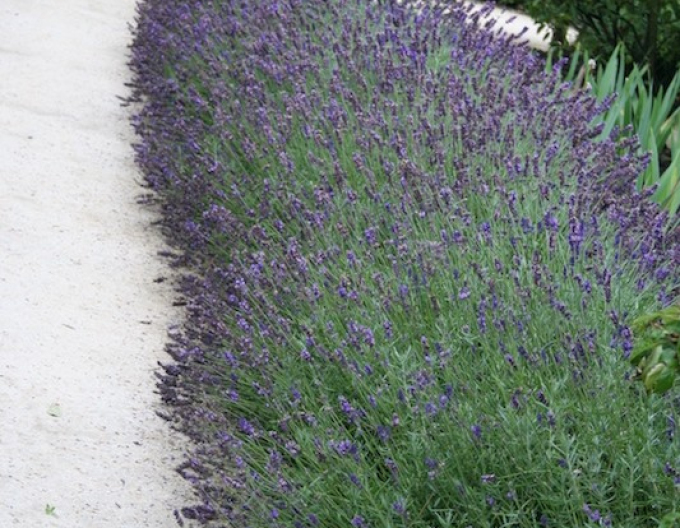 Lavendel Hidcote Blue