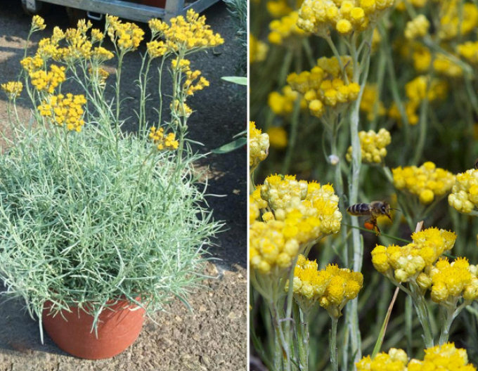 Currykraut (Italienische Strohblume)