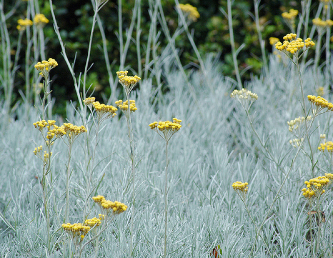 Currykraut (Italienische Strohblume)