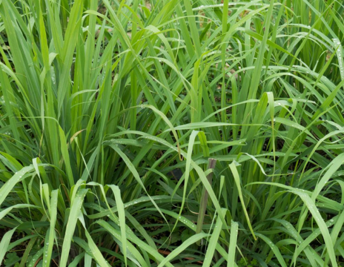 Zitronengras Tasty lemon