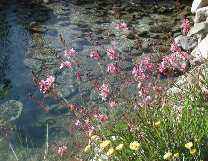 Gaura Siskiyou Rosa