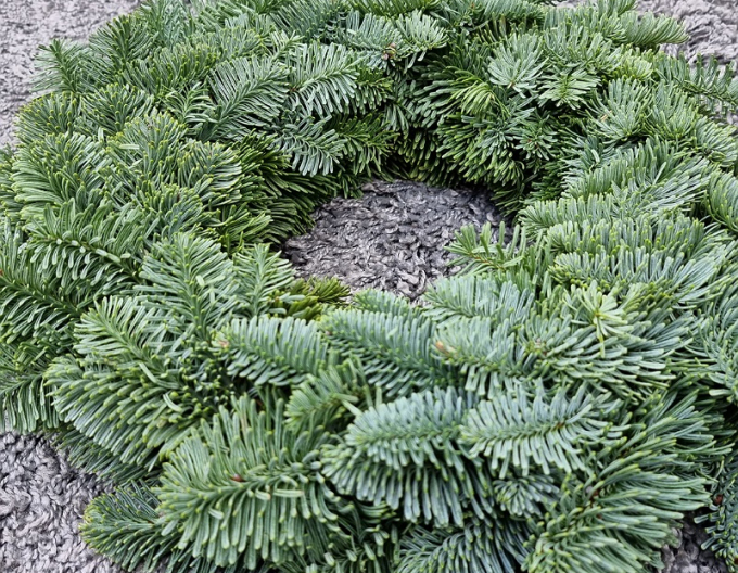 Weihnachtskranz (Abies Nobilis) 30cm