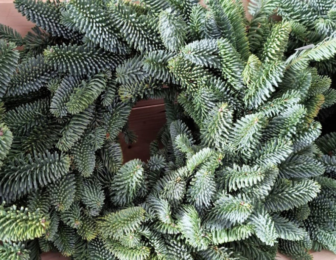 Weihnachtskranz (Abies Nobilis) 45cm