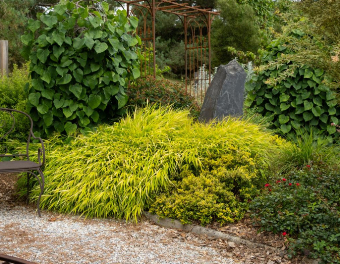 Japanisches Berggras Sunflare