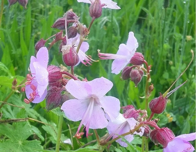 Balkan-Storchschnabel