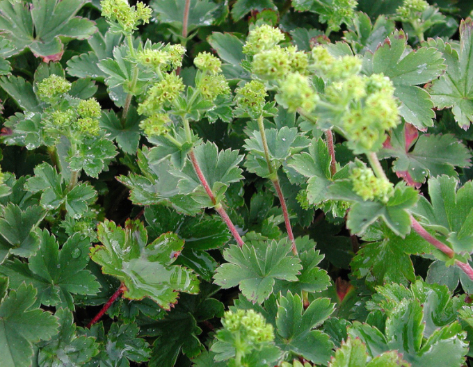 Alchemilla Alma