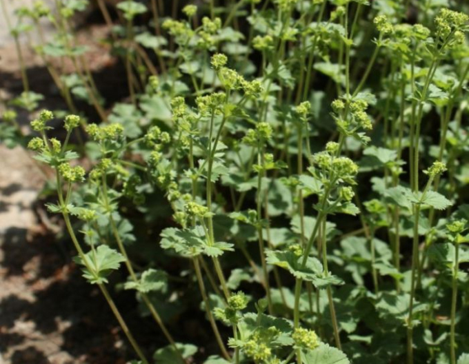 Alchemilla Alma