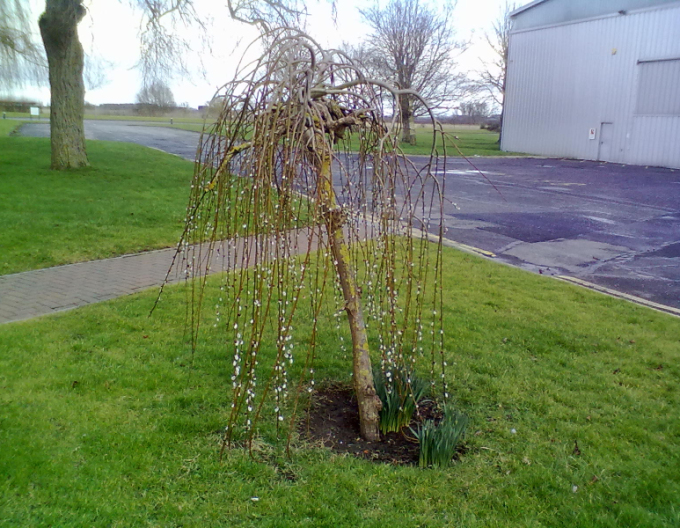 Hänge-Kätzchenweide  Kilmarnock - Stämmchen 120cm