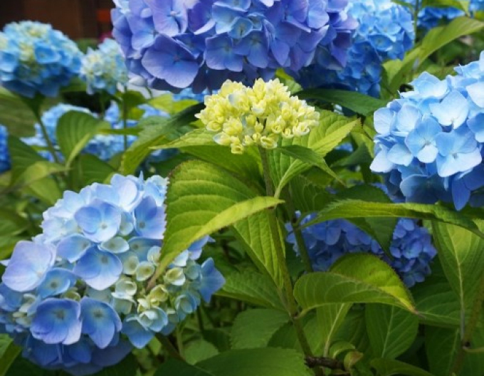 Hortensie großblättrig Nikko Blue